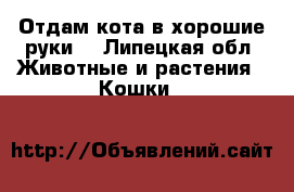 Отдам кота в хорошие руки  - Липецкая обл. Животные и растения » Кошки   